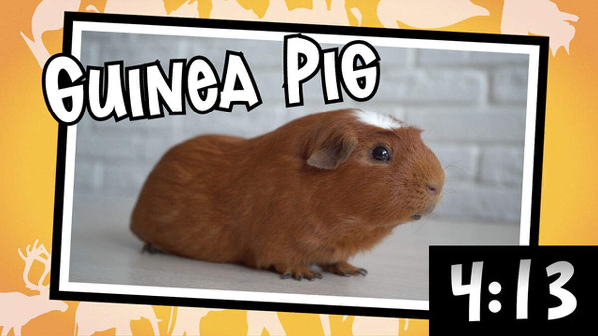 Funny Animal Names Countdown 2 image number null